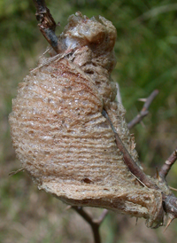 Chinese Mantis